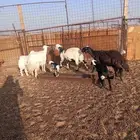 ضان ثلاث معهن ثلاث ( مراح )