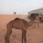قعدان اثنين للبيع