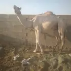 قليصه السن ثني السوم 7000