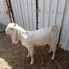 للبيع فحوله مطوره