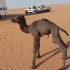 قعود ضيار