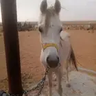 تاجير خيل بالساعة