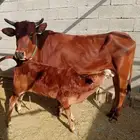 conc