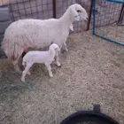 شاة صنف متاومه