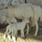 3 رخال ربع وليد
