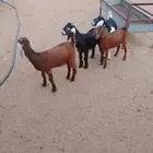جفار ذبايح أو مقنى انتاج مراح