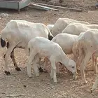 ضان بلدي مناتيج
