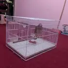 صقر