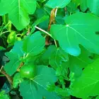 شتلات تين وشتلات قهوه