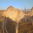 بكره بكر حره