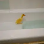 بطه كيوت للبيع