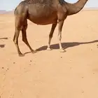ضروبة