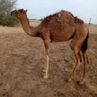 بكرة للبيع