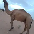 فحل