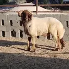 خروف فحل سنه سديس من حلال علي الجيعان في الحفر