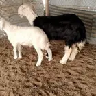 رخل نجديه صنف