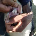 تبس قزمي يقرع