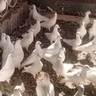 حمام فرنسي