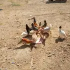 للبيع دجاج بلدي بياض