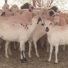 ضان مقاني طيبه جدا