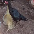 دجاجه الماني