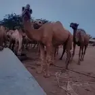 جمل ارك فحل للبيع