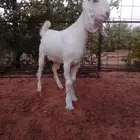 للبيع تيس هولندي مطور