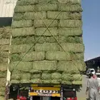 برسيم رودس قصب تبن جميع الاعلاف متوفره