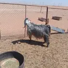 عنز حايل سديس