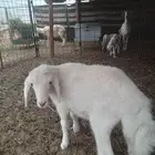 شمال المذنب