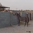 مهر واهو يحق للمشتري التسمية