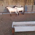 فحول بيشيات بابورية صنف