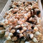 للبيع صوص بلدي عمر يوم