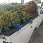 يوجد لدينا جميع انواع النخيل المثمر البيع وسعر مناسب