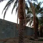 نخيل فراخه او نقايل كبيره للبيع