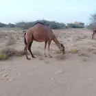 ناقه للبيع جنب لها سبعه اشهر ام ثاني سديس