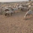 غنم نعيمي