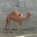 للبيع بكرتين و قعود