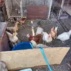 دجاج الماني و دجاج براهما مع بط و وز وكتاكيت صغيره