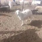 غنم حريات رباعيات