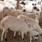 ضان مقاني طيبه جدا
