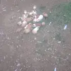 بلديه وبران