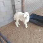 خروف اربع اشهور