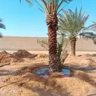 السلام عليكم ورحمت الله يوجد لدينا نخل طيب ومضمون