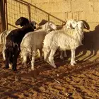 جدعان طيبه