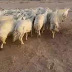 غنم حريات حرش جروم طيبه مراح واحد