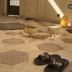 بط صغير عدد2