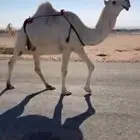 ناقه لقحه للبيع