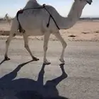 ناقة لقحة وضحاء