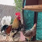 زوج دجاج عربي ماكنتوش فواااخر